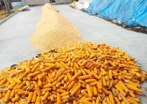 কাউনিয়ায় বৃষ্টিতে ভুট্টা শুকান ও পরিচর্যা নিয়ে চরম&hellip;