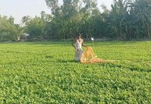 আগাম বন্যার শঙ্কা থাকলেও তিস্তার চরে বাদামের ভালো ফলন ও লাভের আশায় আশাবাদী কৃষকেরা