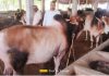 কাউনিয়ায় তাজ এগ্রো খামারে কোরবানির জন্য তরতাজা ৮০টি গরু প্রস্তুত