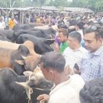 কাউনিয়ায় জমে উঠেছে কোরবানির পশুর হাট
