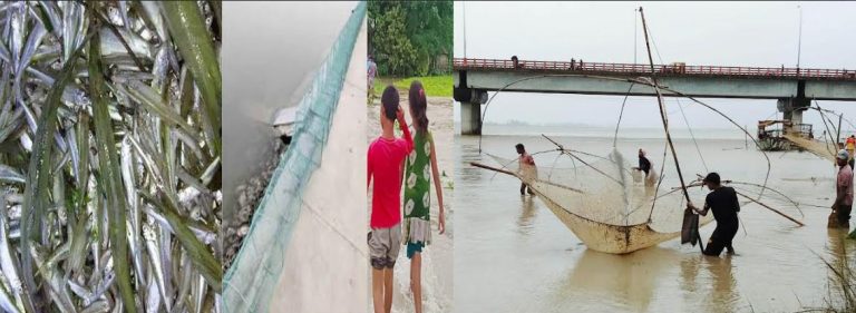রংপুরের ‘মৎস্য ভান্ডার’ কাউনিয়ায় দেশি মাছের সংকট