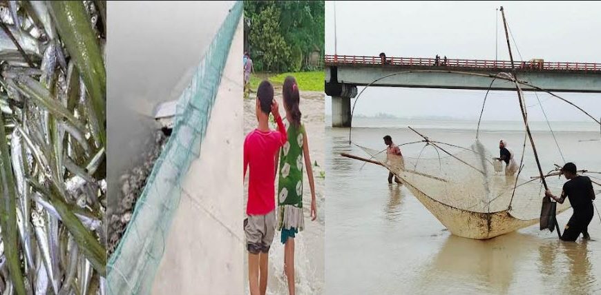 রংপুরের ‘মৎস্য ভান্ডার’ কাউনিয়ায় দেশি মাছের সংকট
