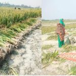 গোলার পেঁয়াজ ফুরাতেই বাড়ল দাম