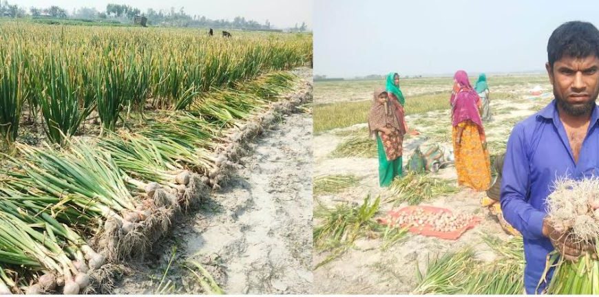 গোলার পেঁয়াজ ফুরাতেই বাড়ল দাম