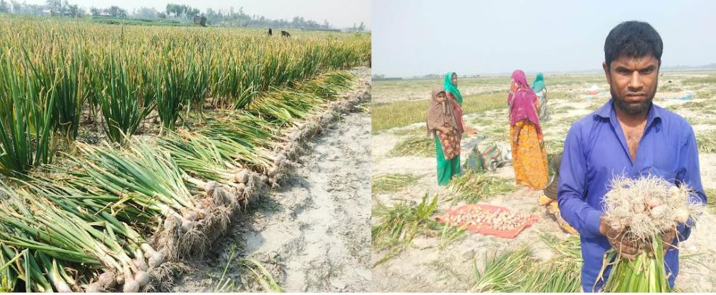 গোলার পেঁয়াজ ফুরাতেই বাড়ল দাম