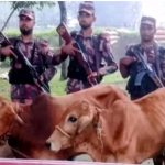 পঞ্চগড় সীমান্ত এলাকা থেকে ভারতীয় চারটি গরু উদ্ধার করেছে বিজিবি