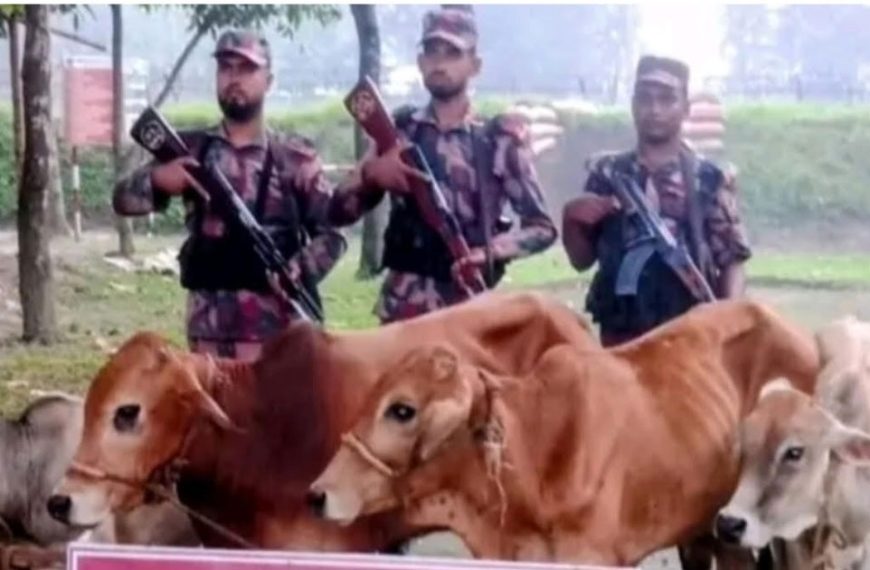 পঞ্চগড় সীমান্ত এলাকা থেকে ভারতীয় চারটি গরু উদ্ধার করেছে বিজিবি