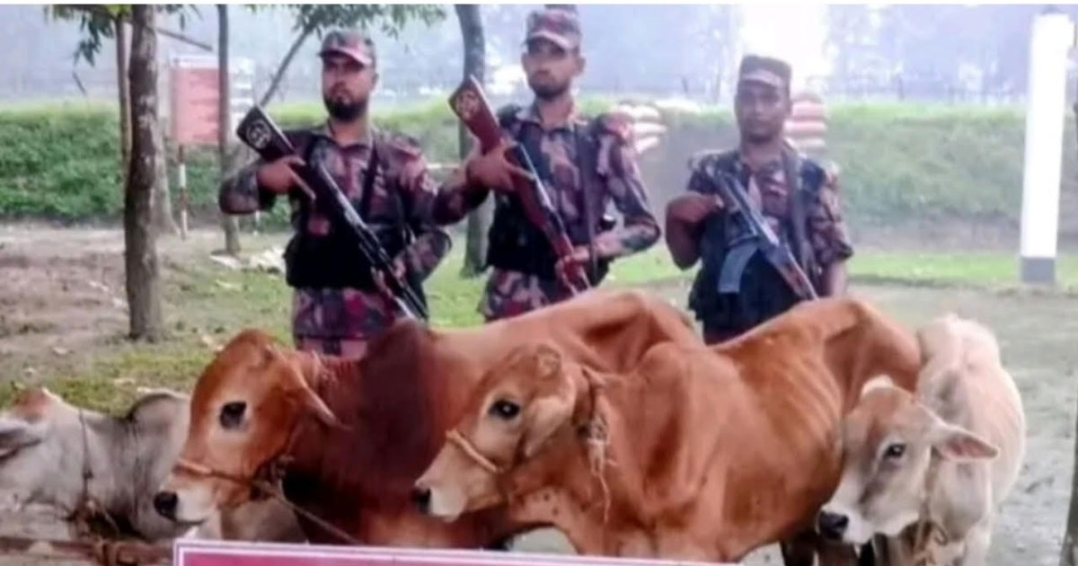 পঞ্চগড় সীমান্ত এলাকা থেকে ভারতীয় চারটি গরু উদ্ধার করেছে বিজিবি