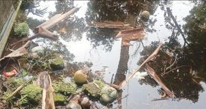 কাউনিয়া হাসপাতালে জমে থাকা পানিতে মশার বংশবিস্তারের শঙ্কা