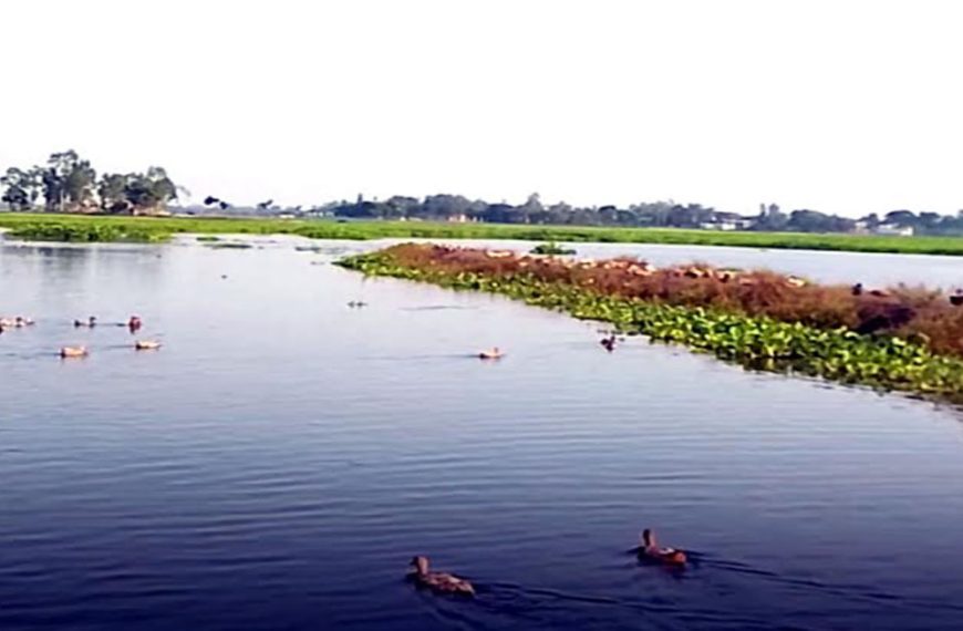 আদমদীঘিতে মিলের বিষাক্ত পানিতে রক্তদহ বিলের সর্বনাশ