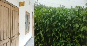 প্রণোদনা আছে, নেই কার্যকর তদারকি কাউনিয়ায় সংকটে পাট&hellip;
