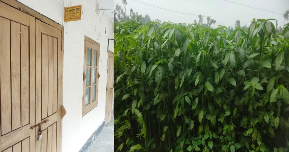 প্রণোদনা আছে, নেই কার্যকর তদারকি কাউনিয়ায় সংকটে পাট চাষ