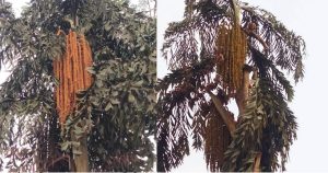 কাউনিয়ায় কৃষি বিভাগের উদ্যোগ ও সচেতনতার অভাবে