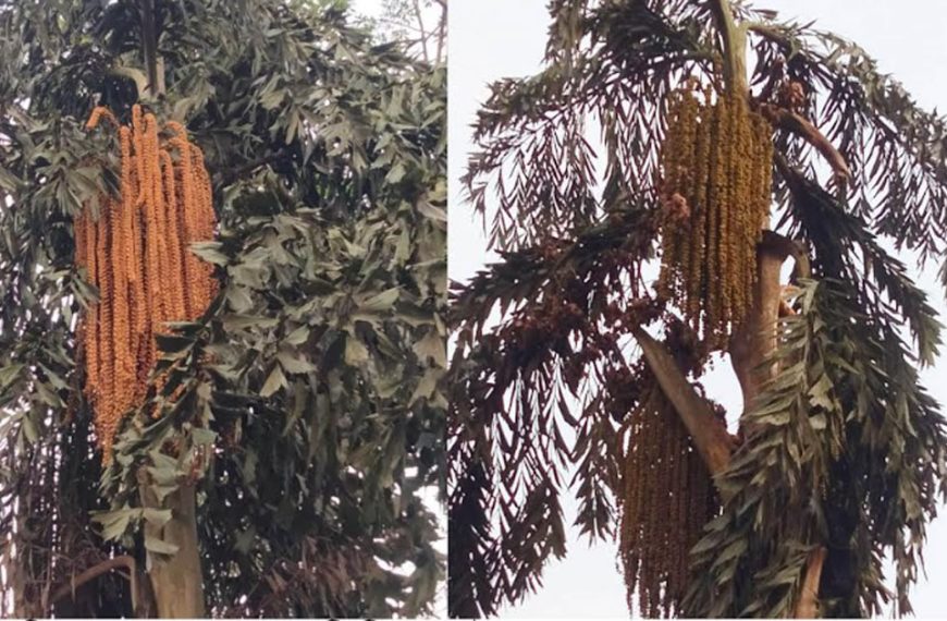 কাউনিয়ায় কৃষি বিভাগের উদ্যোগ ও সচেতনতার…
