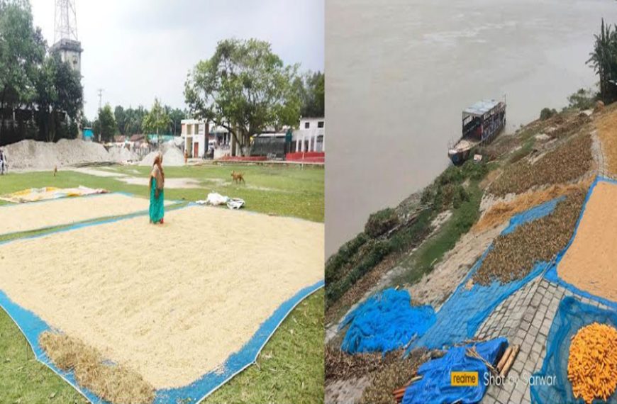 কাউনিয়ায় মাঠজুড়ে চলছে সিদ্ধ ধান ভুট্টা বাদাম শুকানোর কর্মযজ্ঞ