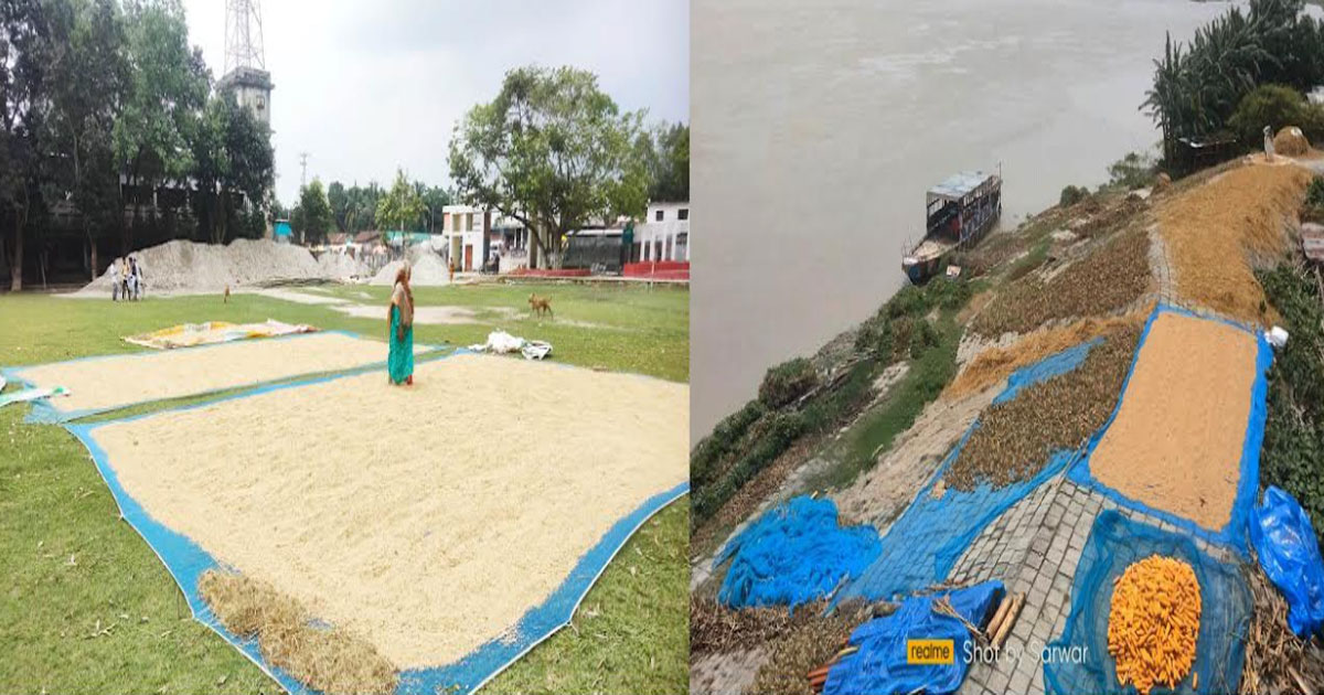 কাউনিয়ায় মাঠজুড়ে চলছে সিদ্ধ ধান ভুট্টা বাদাম শুকানোর কর্মযজ্ঞ