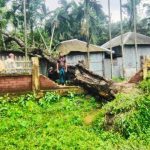 কাউনিয়ায় ঝড়ে বাড়ির ওপর বিশাল জামগাছ; অল্পের জন্য রক্ষা পেল পরিবার