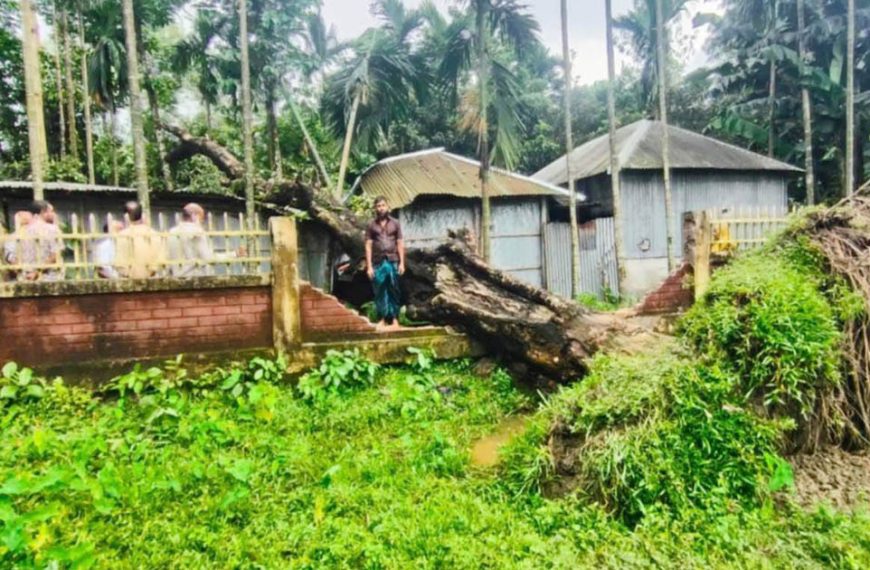 কাউনিয়ায় ঝড়ে বাড়ির ওপর বিশাল জামগাছ;…