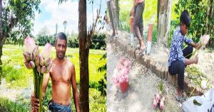 কাউনিয়ার বেতানি বিলে পদ্মের রাজ্য, মৌসুমি বাণিজ্যে হাসি&hellip;