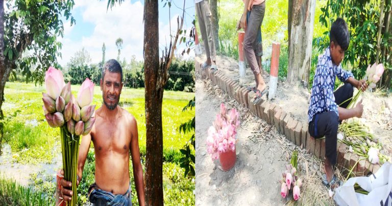 কাউনিয়ার বেতানি বিলে পদ্মের রাজ্য, মৌসুমি বাণিজ্যে হাসি&hellip;