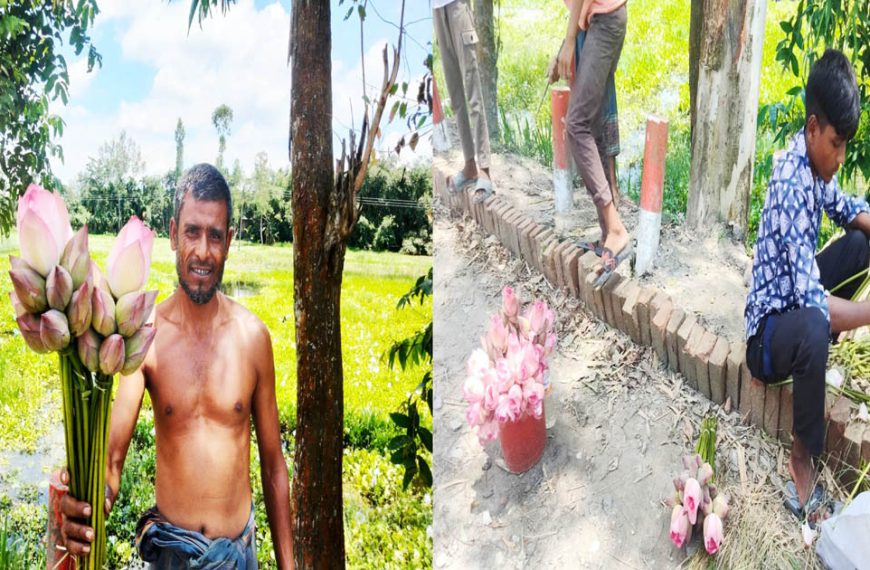 কাউনিয়ার বেতানি বিলে পদ্মের রাজ্য, মৌসুমি&hellip;