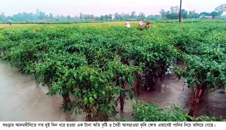 আদমদীঘিতে অতি বৃষ্টিতে শাক-সবজি ক্ষেত ও বীজতলা পানির&hellip;