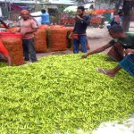 আদমদীঘিতে কাঁচা মরিচে সেঞ্চুরী
