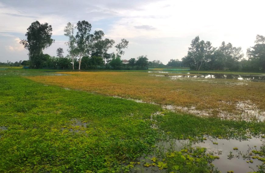 আদমদীঘির রক্তদহ বিল এলাকার নিচু জমিতে পানি জমে থাকায় ব্যাহত&hellip;