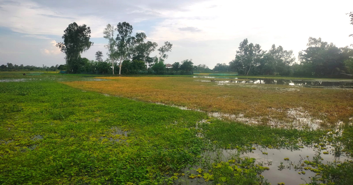 আদমদীঘির রক্তদহ বিল এলাকার নিচু জমিতে পানি জমে থাকায় ব্যাহত হচ্ছে চাষাবাদ