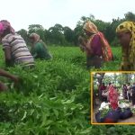 সার সংকটের ফলে চিন্তিত সমতলের চা চাষীরা