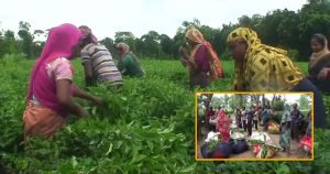 সার সংকটের ফলে চিন্তিত সমতলের চা চাষীরা