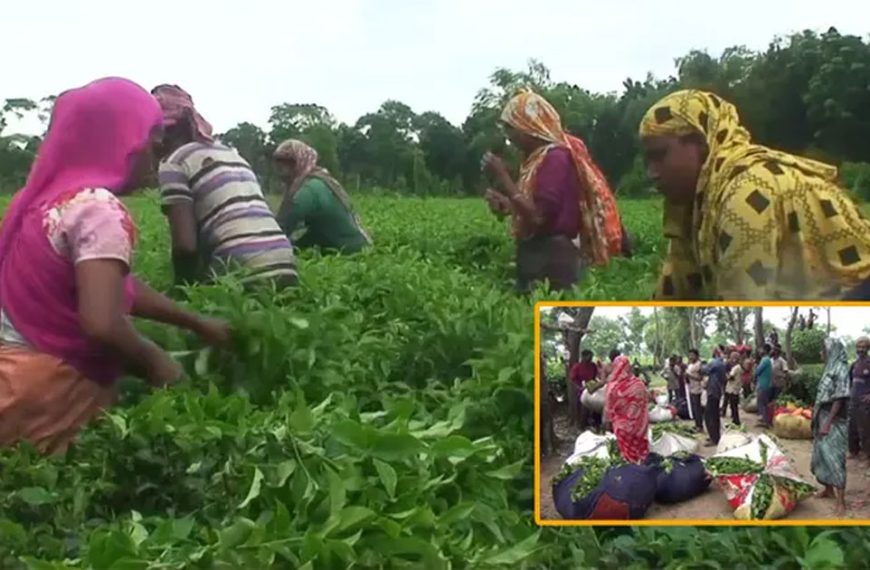 সার সংকটের ফলে চিন্তিত সমতলের চা চাষীরা