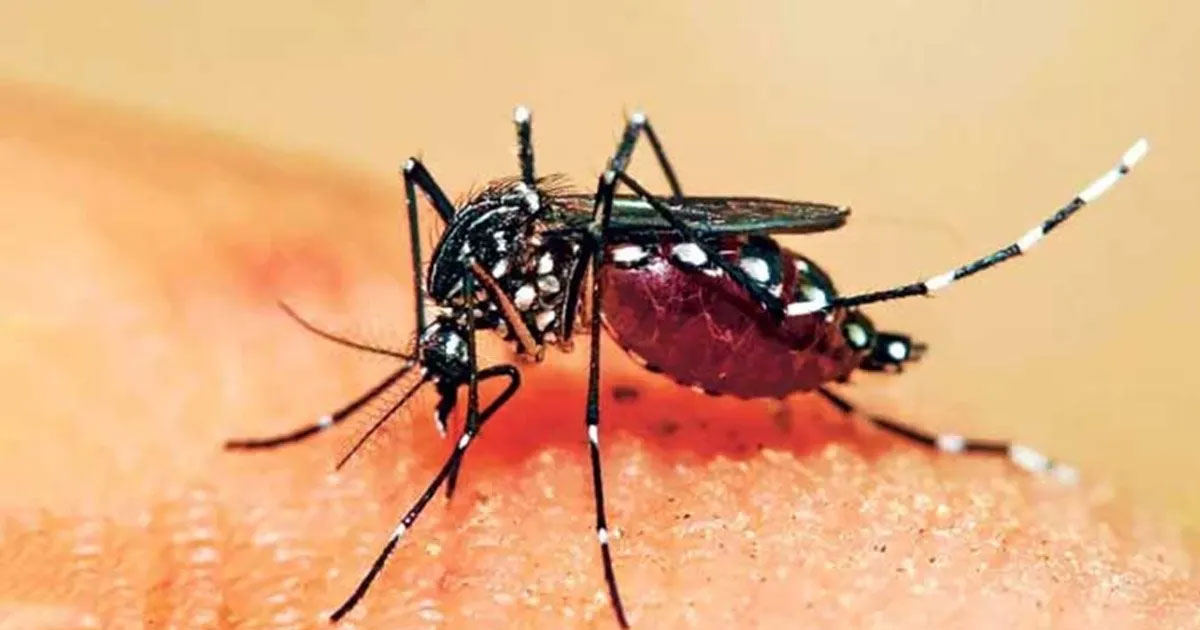 ডেঙ্গুতে আক্রান্ত হয়ে আরও তিনজনের মৃত্যু