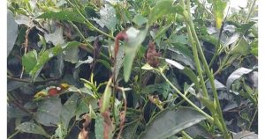 পঞ্চগড়ে চা বাগানে পোকা মাকড়ের আক্রমণ, দিশেহারা চা&hellip;