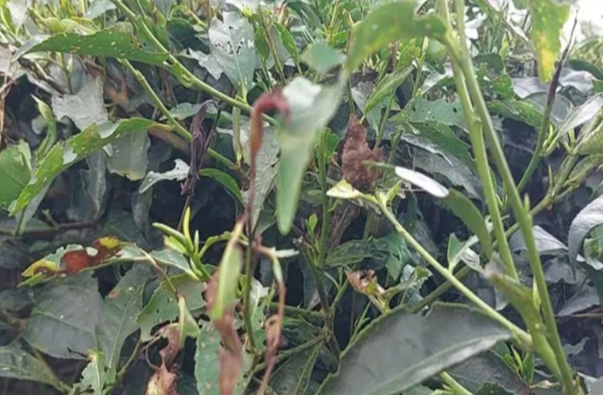 পঞ্চগড়ে চা বাগানে পোকা মাকড়ের আক্রমণ, দিশেহারা চা চাষী