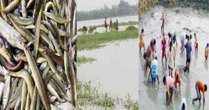 তিস্তা-মানাসে কমছে দেশি মাছ বর্ষাতেও সংকটে রংপুরের কাউনিয়ার&hellip;
