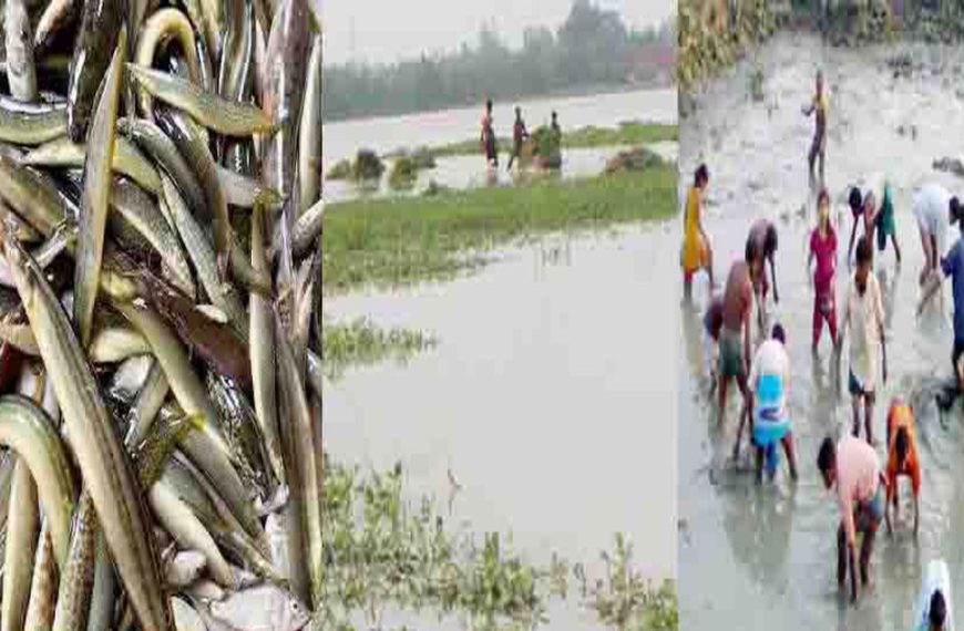 তিস্তা-মানাসে কমছে দেশি মাছ বর্ষাতেও সংকটে…