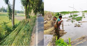 কাউনিয়ায় চলতি মৌসুমে কৃষকের মুখে হাসি নেই, আছে&hellip;