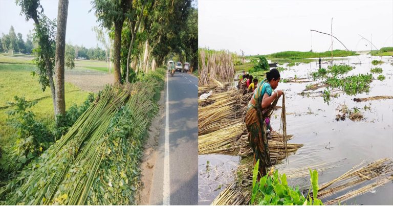 কাউনিয়ায় চলতি মৌসুমে কৃষকের মুখে হাসি নেই, আছে&hellip;