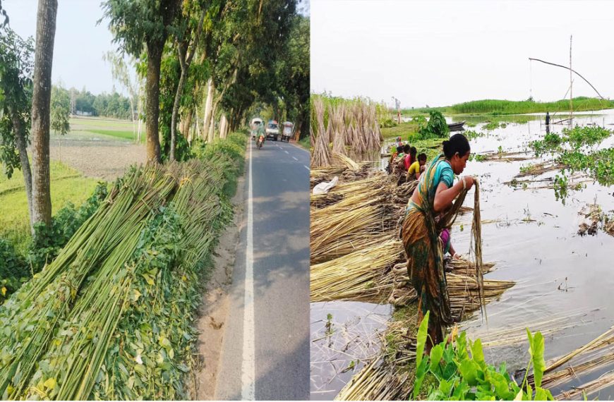 কাউনিয়ায় চলতি মৌসুমে কৃষকের মুখে হাসি নেই, আছে শুধু কষ্ট