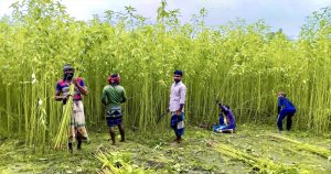 সোনালী আঁশে রঙিন সিংড়া বাম্পার ফলনে কৃষকের মুখে&hellip;
