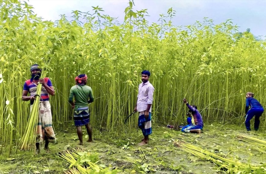 সোনালী আঁশে রঙিন সিংড়া বাম্পার ফলনে&hellip;