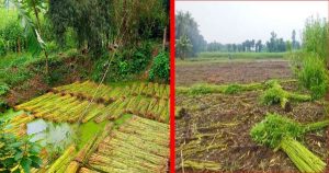বাগমারায় পাট জাগ দেওয়ার পানি নিয়ে সংকটে কৃষকরা,অবশেষে&hellip;