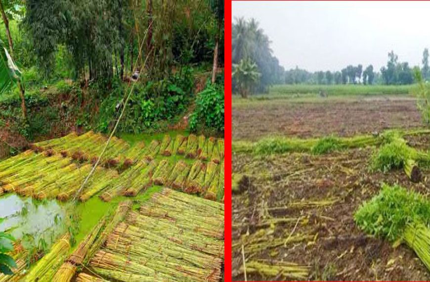 বাগমারায় পাট জাগ দেওয়ার পানি নিয়ে…