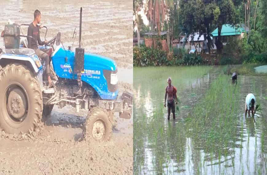 মাঠে মাঠে রোপা আমন রোপণ, সোনালি ফসলের আশায় কাউনিয়ার কৃষক