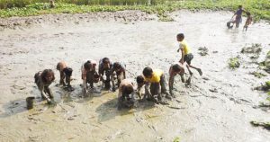 দেশীয় মাছের সংকটে ম্লান কাউনিয়ার মাছ ধরার উৎসব