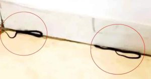 সচিবালয়ের ১৯ তলায় শিক্ষা মন্ত্রণালয়ে তিন সাপ ঘিরে&hellip;