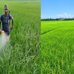 কাউনিয়ায় আমন ফলনে কৃষকের হাসি, দুশ্চিন্তা বাড়াচ্ছে মাজরা পোকা