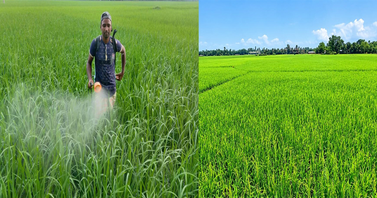 কাউনিয়ায় আমন ফলনে কৃষকের হাসি, দুশ্চিন্তা বাড়াচ্ছে মাজরা পোকা