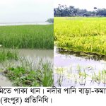 কাউনিয়ার চরাঞ্চলে তিস্তা নদীর পানি ওঠানামায় আতঙ্কে কৃষক